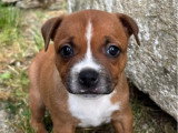 Chiot femelle Staffordshire Bull Terrier fauve LOF à réserver