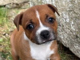 Chiot femelle Staffordshire Bull Terrier fauve LOF à réserver