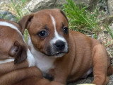 Chiot femelle Staffordshire Bull Terrier fauve LOF à réserver