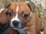 Chiot femelle Staffordshire Bull Terrier fauve LOF à réserver