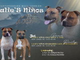 Chiot femelle Staffordshire Bull Terrier fauve LOF à réserver