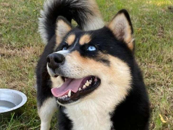 La Tanière des Pomsky