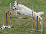 Love Me en concours Agility