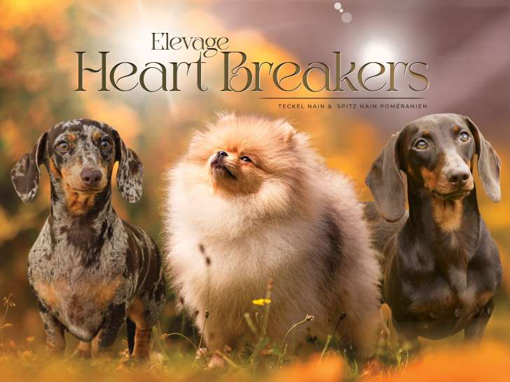 Elevage Heart Breakers