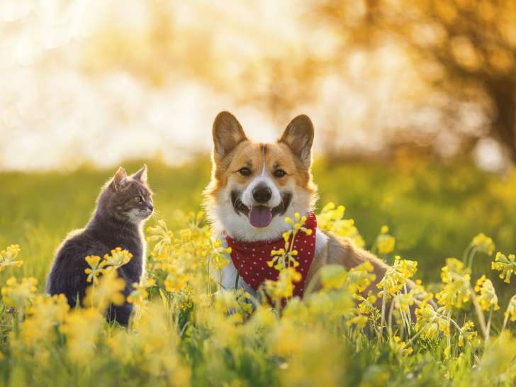 À Tout Chat et Chien