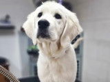 NewDog