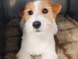 NewDog