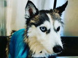 NewDog