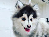 NewDog
