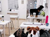 NewDog