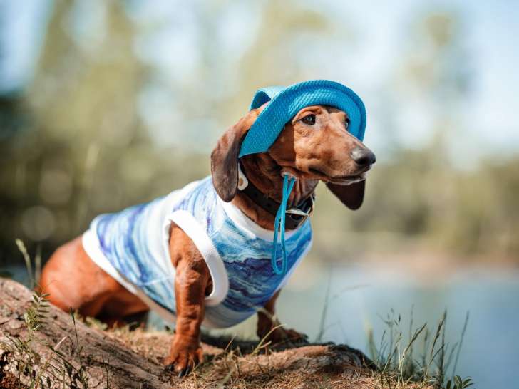 Chien Mondain