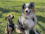Maitres&Chiens