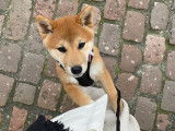 Shiba Inu Nakama