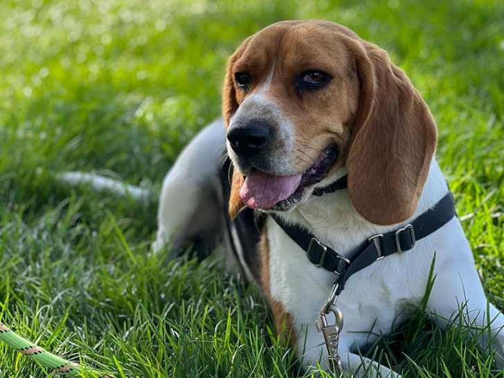 À Tout Chat et Chien