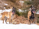 Maitres&Chiens
