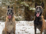 Maitres&Chiens