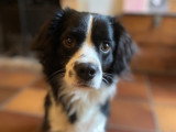 Maitres&Chiens