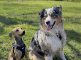 Maitres&Chiens