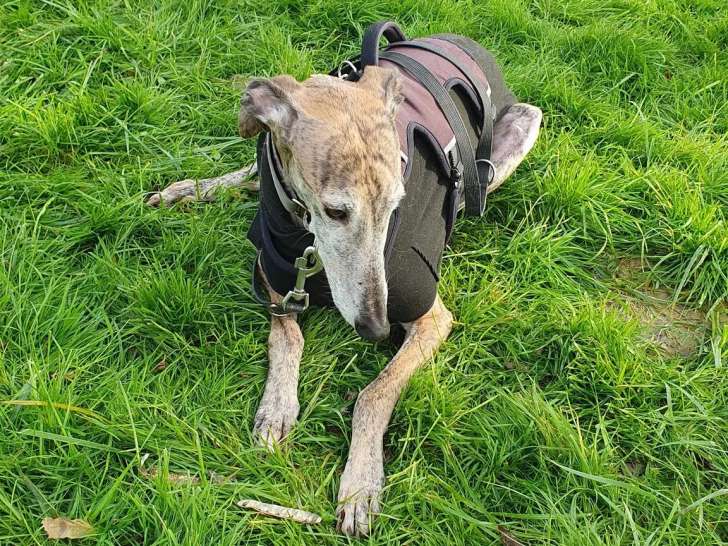 Club d'Education Canine de L'Agenais