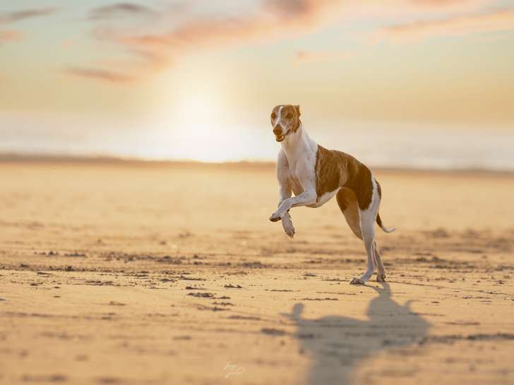 Du Croquet des Danebury's