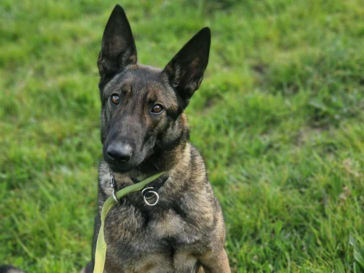 Centre Canin du Haut de l’Arize