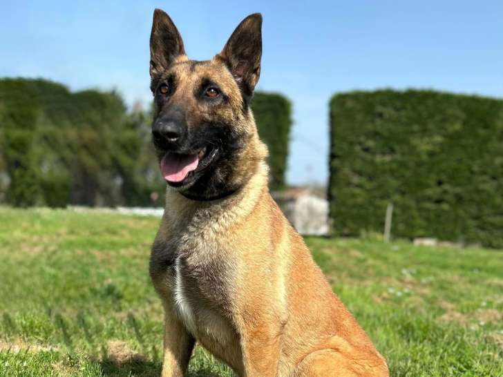 Centre Canin du Haut de l’Arize