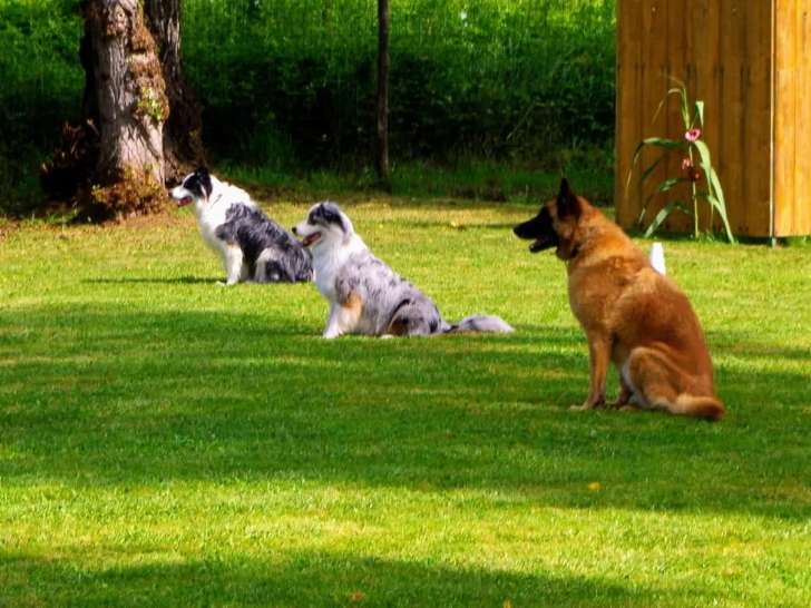 Club Canin du Fumélois