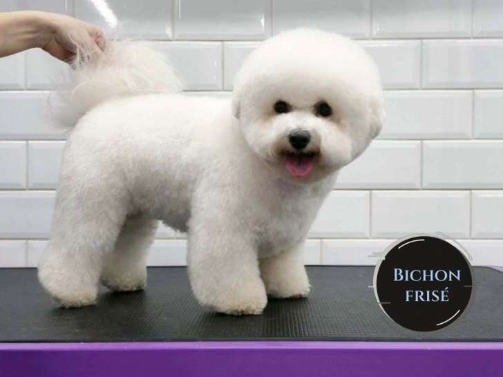 Happy Dog Day Spa