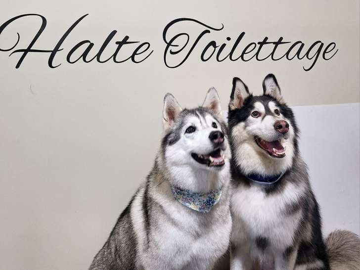 Halte toilettage