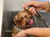 Doggy Wash