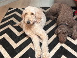 La maman Mia (Goldendoodle blonde) et le papa Biggie (caniche royal brun)