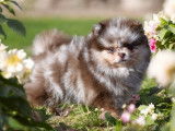 Male Spitz nain Pomeranien couleur merle chocolat tan
