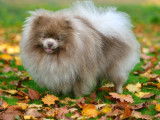 Male Spitz nain pom couleur lilas adulte (étalon)