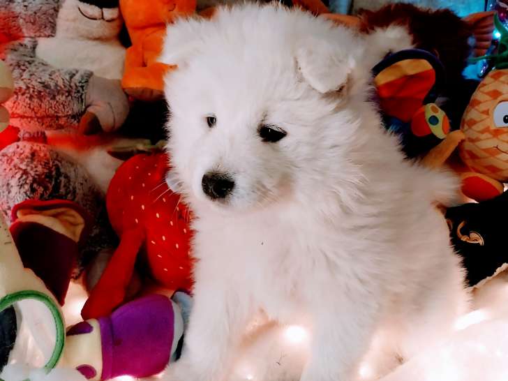 femelle collier rose clair encore disponible