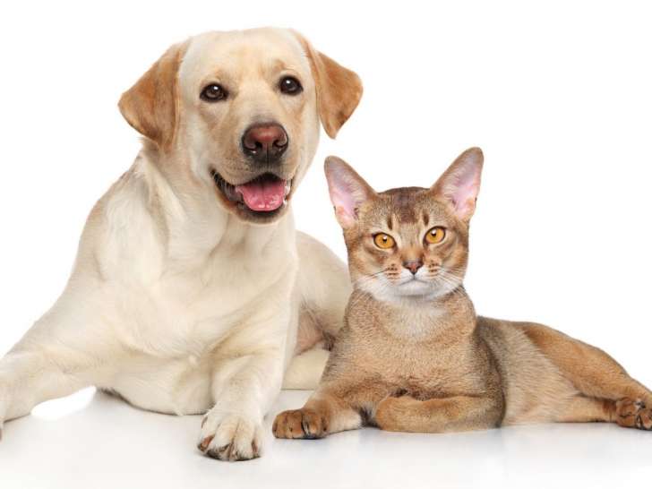 Montreal pet food