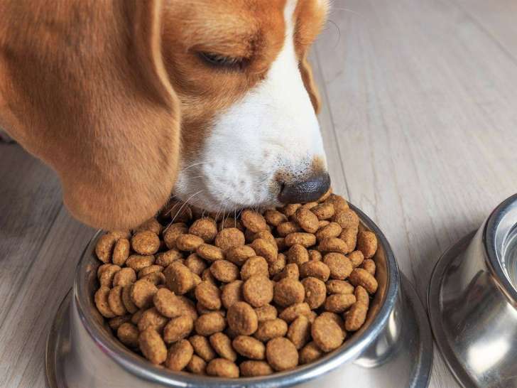 Montreal pet food