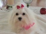 Passion Bichons SilkyLove