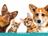 Petmobile