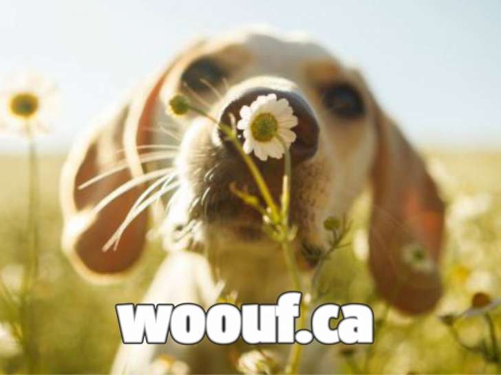 Woouf