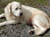 lice golden Retriever