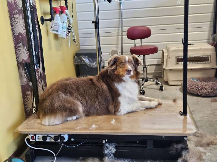 Akela's Groom & Shop