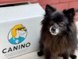 Canino
