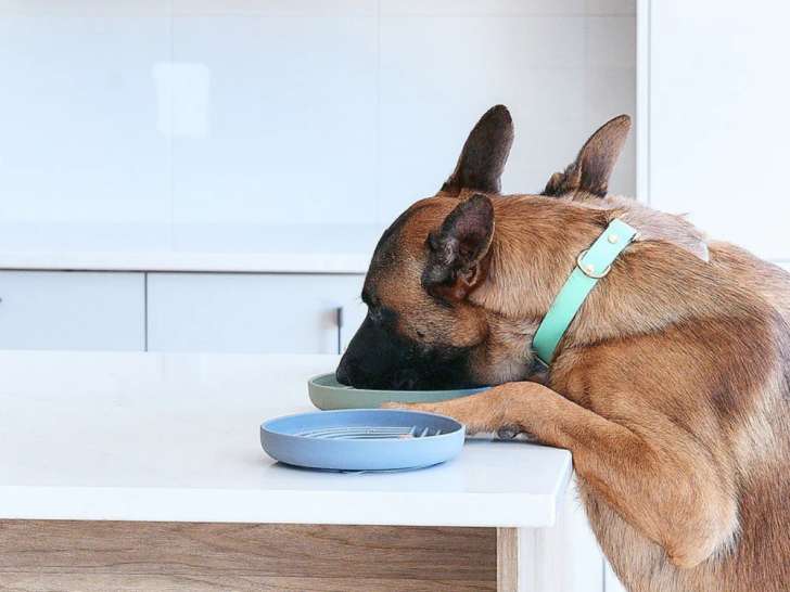 Canino