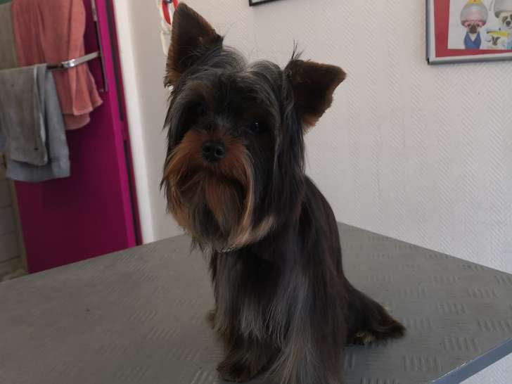 Tendance canine