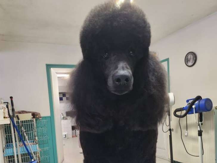 Peluche