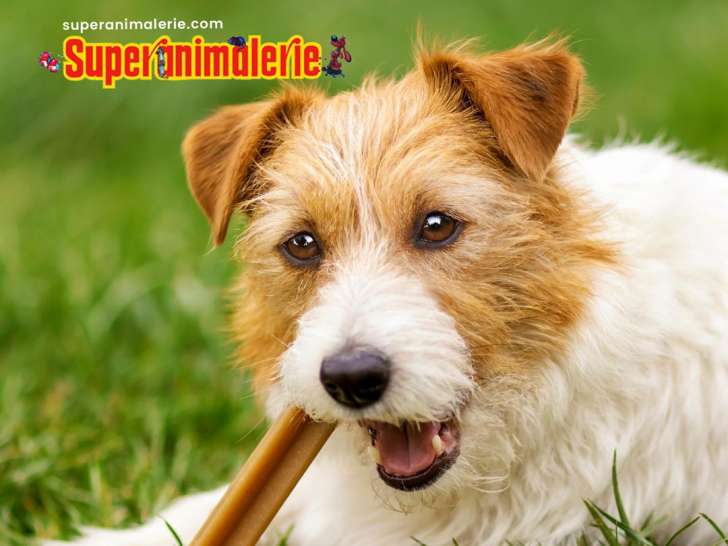 Superanimalerie Les Coteaux