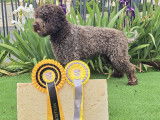 Lagotto Club de France