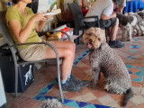 Lagotto Club de France