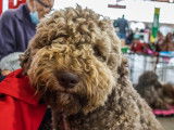 Lagotto Club de France