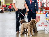 Lagotto Club de France